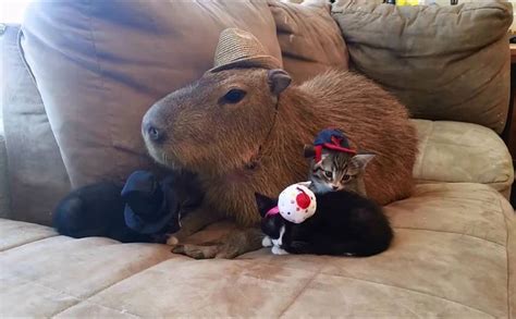 72 best Capybara Cuteness images on Pinterest | Capybara, Funny stuff and Cutest animals