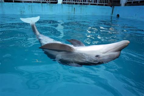 Winter Dolphin Wearing Prosthetic Tail Editorial Stock Photo - Stock Image | Shutterstock