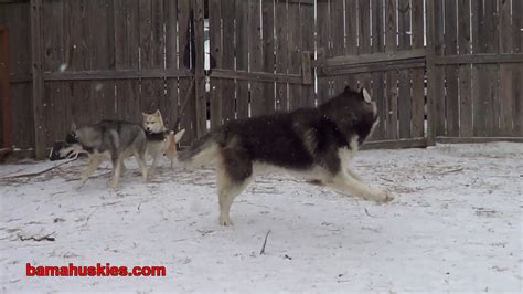 Husky playing in the snow Video – Husky Videos and Pictures