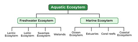 Types of Aquatic Ecosystems And Their Adaptations