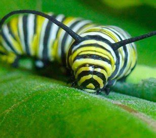 What color should young monarch caterpillars be? | Hometalk