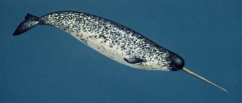 1-3 What is a Narwhal? | Smrt English