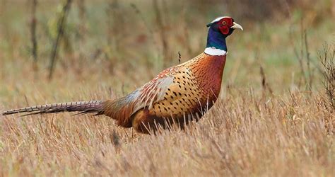 Photos and Videos for Ring-necked Pheasant, All About Birds, Cornell Lab of Ornithology