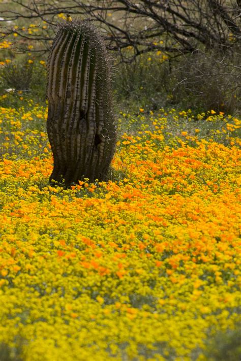 Free picture: mexican, poppies, flowers, cactus, desert, plants