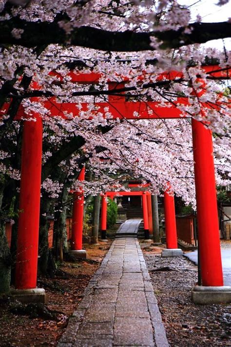 Kyoto - Takenaka Inari Jinja Shrine cherry blossoms | 美しい風景, 美しい場所, 風景