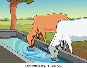 11,148 Cow Drinking Water Royalty-Free Photos and Stock Images | Shutterstock