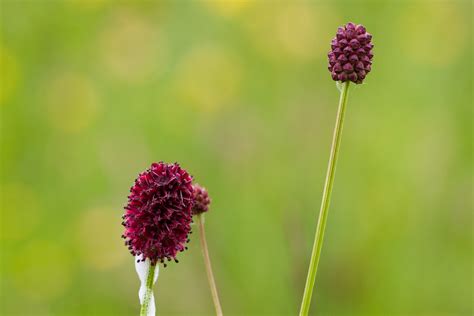 Great Burnet Flowers | Flowers of Great Burnet, a pretty mem… | Flickr