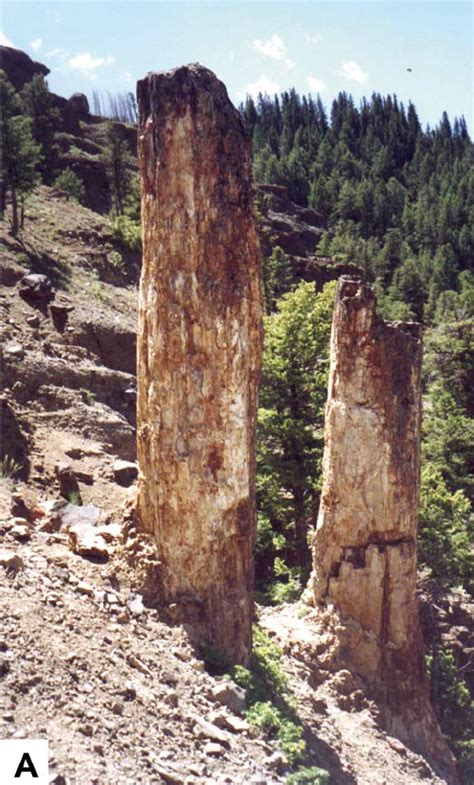 (A) In situ fossil tree stump in Yellowstone National Park. Note steep... | Download Scientific ...