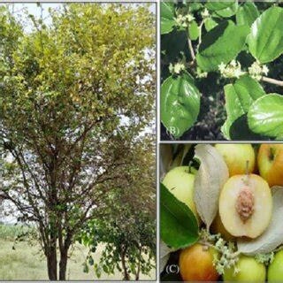 (a) Plant of Ziziphus mauritiana (b) Leaves and flowers, (c) fruit of... | Download Scientific ...