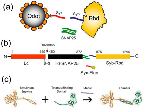 Biomolecules | Free Full-Text | SNARE Modulators and SNARE Mimetic Peptides