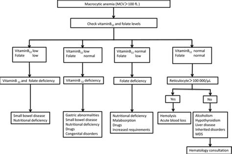 Macrocytic Anemia - Causes, Symptoms & Macrocytic Anemia Treatment