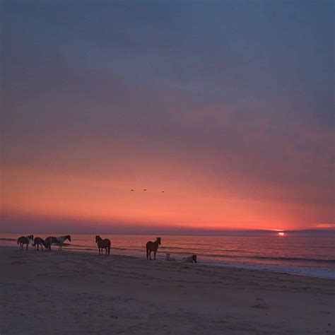 Assateague Island, at sunrise | Ocean city, Sunrise, Ocean