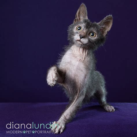 Channing, the Werewolf Lykoi Cat