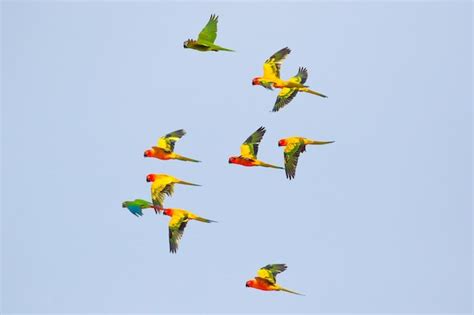 Premium Photo | Beautiful parrots flying in the sky.