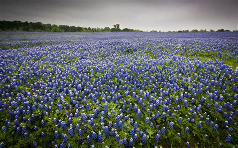 Bluebonnet Background Free Download | PixelsTalk.Net