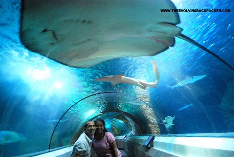 Underwater world - Mooloolaba, Sunshine Coast - The Evolving Backpacker