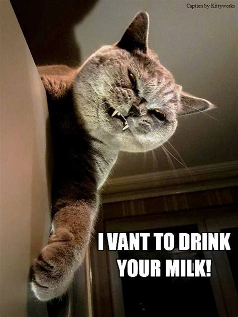 I want to drink your milk | Funny cat memes, Grumpy cat humor, Funny ...