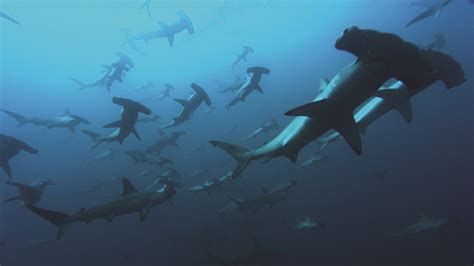 Hammerhead Sharks Wallpapers - Wallpaper Cave