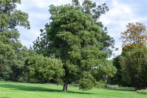 20 AUSTRALIAN BLACKWOOD TREE Black Acacia Melanoxylon Wattle | Etsy