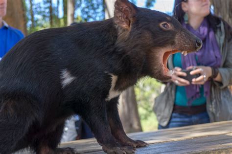 Best Places to See Wildlife in Tasmania | Happiest Outdoors