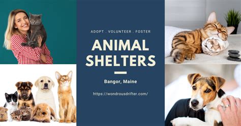 Animal Shelters in Bangor, Maine - Wondrous Drifter