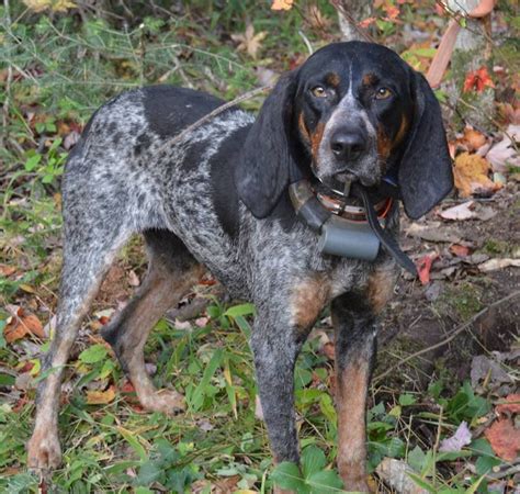 Pin on Hounds and hunting dogs, bluetick coonhounds, bear hunting