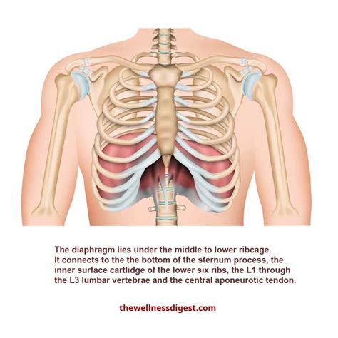 Diaphragm Muscle: Chest Pain, Rib Pain, Difficulty Breathing - The ...