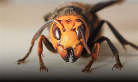 Japanese natural beekeeping