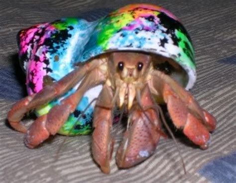 I love the shell of this hermit crab! I recently got 1 in cape cod! | Hermit crab, Crab painting ...