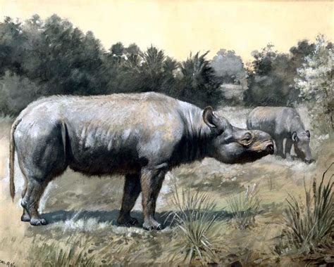 Subhyracodon Occidentalis. | Prehistoric animals, Animals, Prehistoric