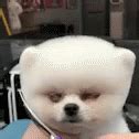 Cute Dog GIF - Cute Dog Puppy - Discover & Share GIFs