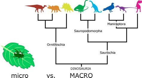 Explain With Examples the Differences Between Microevolution and Macroevolution