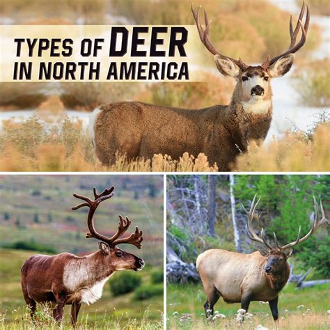 Types of Deer in North America - Lelex Shop