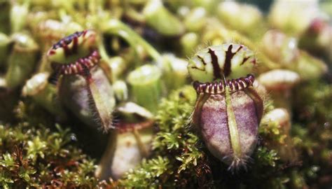 Facts About the Pitcher Plant | Sciencing