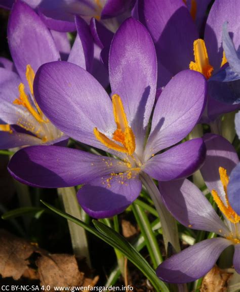 Crocus tommasinianus ‘Whitewell Purple’ and Iris ‘Cantab’ – Gwenfar's ...