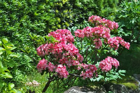 Can You Move A Mountain Laurel: Tips For Transplanting A Mountain Laurel Shrub