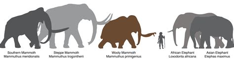 About the Woolly Mammoth