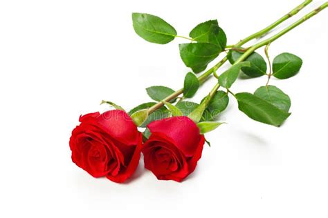 Two red roses stock image. Image of appreciation, beauty - 13139959