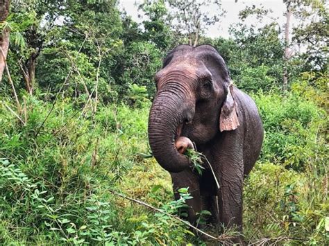 How to Find the Kindest Elephant Sanctuary in Cambodia