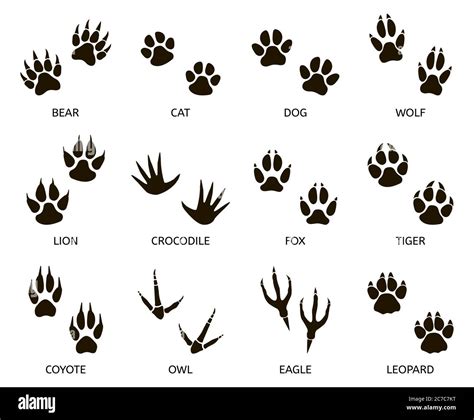 Predator footprint. Wild animals paw prints, cat, bear, tiger, fox and ...