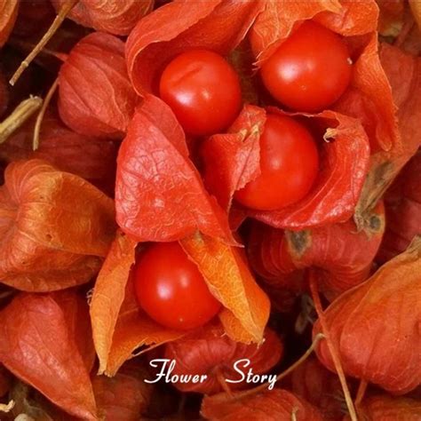 30 Alkekengi Seeds Health Juicy Fruit Seeds Natural Vitamin Garden Free Shipping-in Bonsai from ...