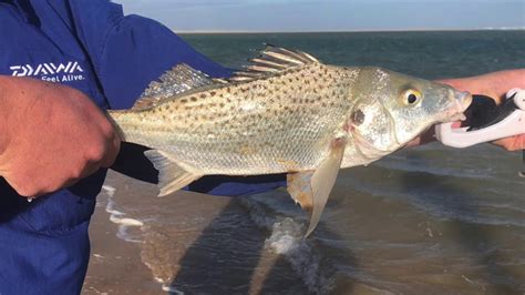 Catching Spotted Grunter on topwater Lures in Gamtoos - YouTube