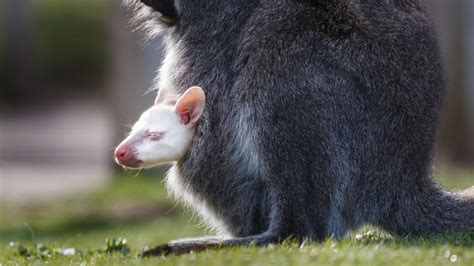 Albino wallaby baby will have guests bouncing in excitement as zoo ...