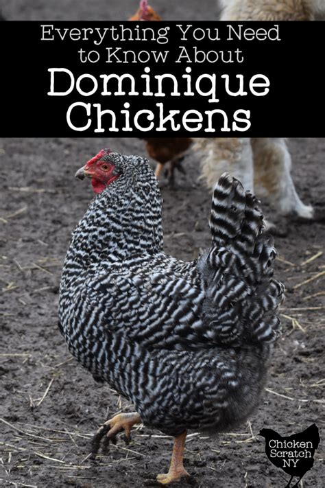 Dominique Chickens