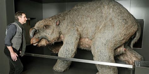 Remains of GIANT Wombat 25 Million Years old Found in Australia ...