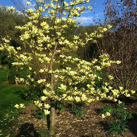 yellow bird magnolia tree - Google Search | Pink dogwood tree, Specimen ...