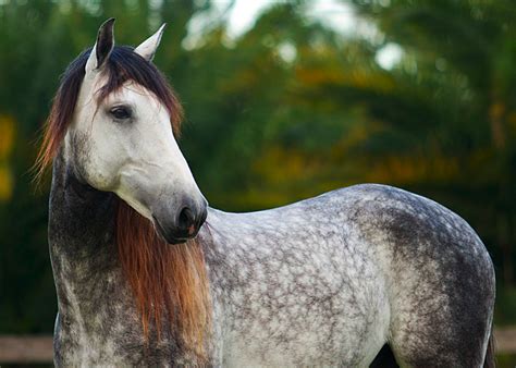 Dapple grey horses, Horses, Grey horse