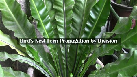 Bird's Nest Fern Propagation by Division - YouTube