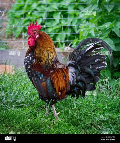 Chicken rooster of the old rare breed Proveis-Ultentaler chicken from South Tyrol Stock Photo ...