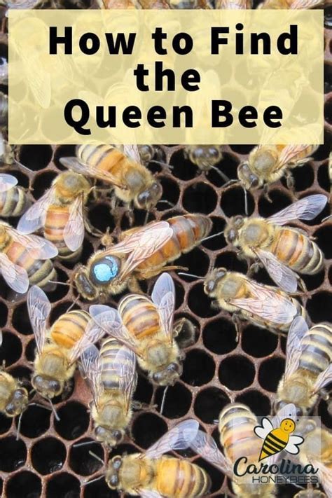 How to Find the Queen Bee - Carolina Honeybees | Bee keeping, Queen ...